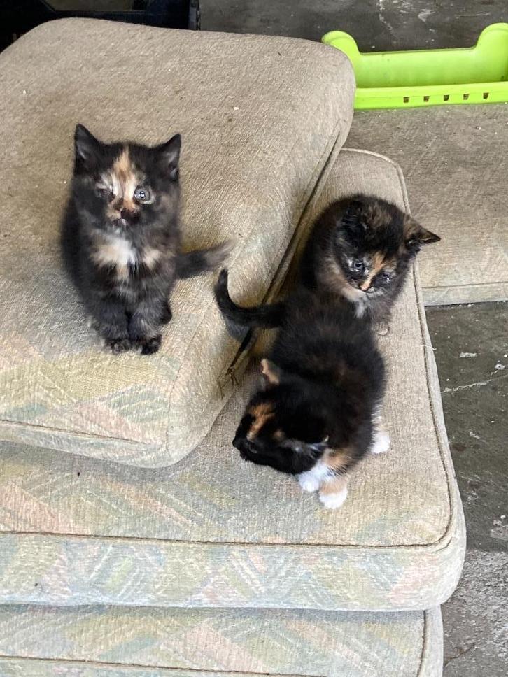 Boerderijkittens, Dieren en Toebehoren, Katten en Kittens | Overige Katten, Kortharig, Meerdere dieren, 0 tot 2 jaar