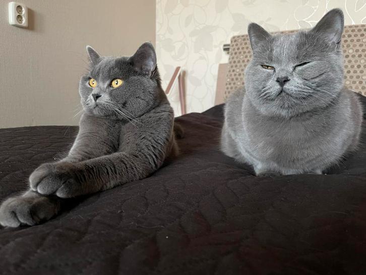 2 britse Kortharen (zusjes) inclusief….., Dieren en Toebehoren, Katten en Kittens | Raskatten | Korthaar, Poes, 0 tot 2 jaar, Ontwormd