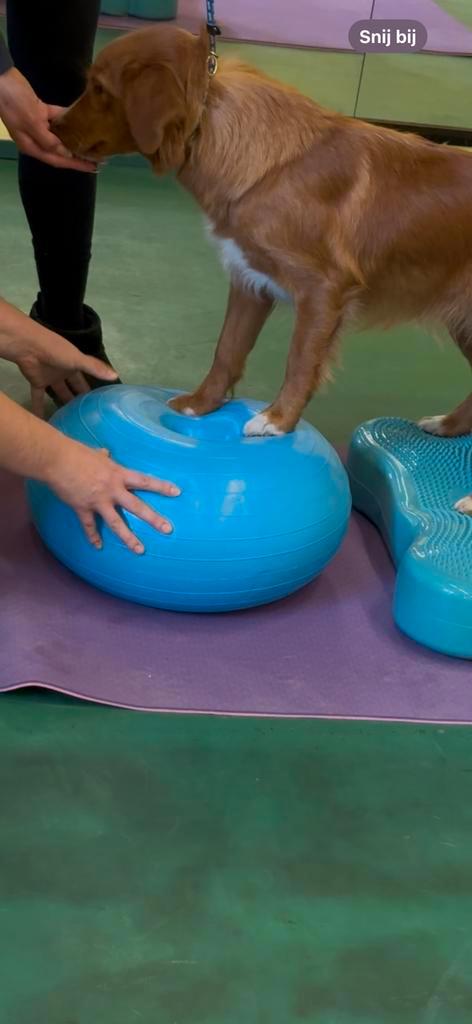 Balans donut hond / mens, Dieren en Toebehoren, Honden-accessoires, Nieuw, Ophalen of Verzenden