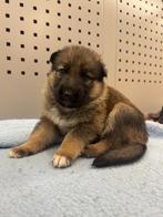 Duitse herder pups, 8 tot 15 weken, CDV (hondenziekte), Meerdere, Meerdere dieren