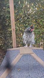 Krul zijdehoen haantje, Dieren en Toebehoren, Mannelijk, Kip