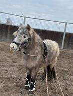 Longeersingle, Dieren en Toebehoren, Ophalen, Overige soorten