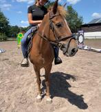 Super lieve aanhangkelijke kinderpony, Dieren en Toebehoren, Pony's, Merrie, Recreatiepony