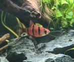 2 x vijfstreepbarbeel, Dieren en Toebehoren, Vis, Zoetwatervis, Schoolvis
