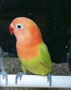 Prachtige jonge agapornis fisheri opaline dilute, Dieren en Toebehoren, Vogels | Parkieten en Papegaaien, Meerdere dieren, Dwergpapegaai of Agapornis