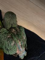 Baby agapornis, Dieren en Toebehoren