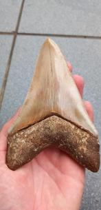 Top Megalodon haaientand fossiel uit Indonesie, Verzamelen, Mineralen en Fossielen, Ophalen of Verzenden, Fossiel