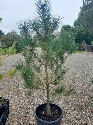 Pinus sylvestris potgekweekt beschikbaar voor biedingen