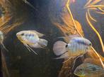 Bewezen koppel vlagcichliden | Mesonauta., Dieren en Toebehoren, Vissen | Aquariumvissen, Vis, Zoetwatervis