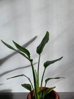 Strelitzia Reginae, Huis en Inrichting, Ophalen of Verzenden, Halfschaduw