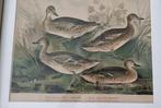 oude prent gravure eend eenden vintage boekgravure ingelijst, Ophalen of Verzenden