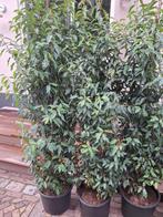 Prunus lustanica, Portugese laurier, Ophalen, Laurier, 100 tot 250 cm