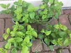 Citroenmelisse moestuin planten - per stuk, Ophalen, Halfschaduw, Zomer, Groenteplanten