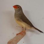 Prachtige binsenastrilde pop ,geringd 2025., Dieren en Toebehoren, Vogels | Overige Vogels, Vrouwelijk, Tropenvogel, Geringd