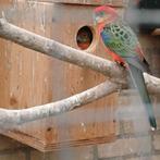 Stanley Rosella split voor opaline en blauw, Dieren en Toebehoren, Vogels | Parkieten en Papegaaien, Meerdere dieren, Parkiet