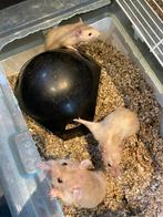 3 tamme ratten man., Dieren en Toebehoren, Knaagdieren, Rat, Februari, Mannelijk, Tam