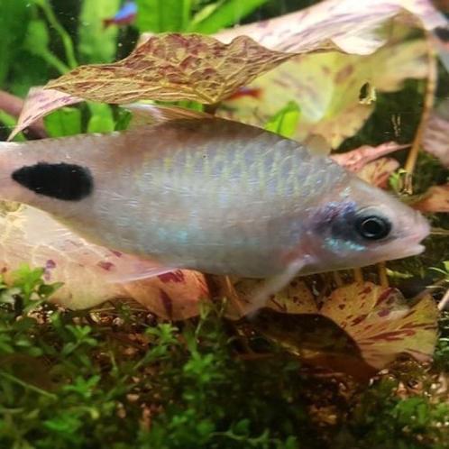 Barbus mahecola, Dieren en Toebehoren, Vissen | Aquariumvissen, Vis