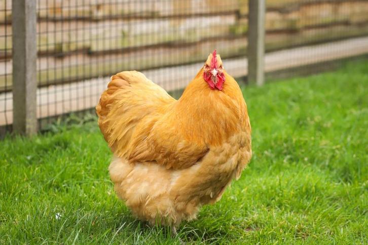 Orpington groot | Rustig kippenras | Deskundig advies, Dieren en Toebehoren, Pluimvee, Kip, Meerdere dieren