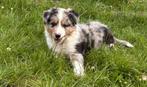 Prachtige merle border collie reu pup, Dieren en Toebehoren, Honden | Herdershonden en Veedrijvers, 15 weken tot 1 jaar, Reu, Collie
