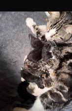 Kittens, Meerdere dieren, Gechipt