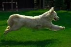 Staan ter dekking 2 mooie golden retriever reuen, Rabiës (hondsdolheid), Reu, Meerdere, 3 tot 5 jaar
