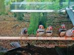 Zebravinken diverse koppels en ook losse mannen, Dieren en Toebehoren, Vogels | Overige Vogels, Meerdere dieren