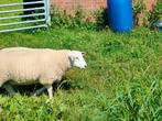 5 Lammeren van eind maart, Dieren en Toebehoren, Meerdere dieren, Schaap