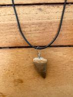 Ketting met een fossiele Mosasaurus tand, Verzamelen, Mineralen en Fossielen, Verzenden, Fossiel