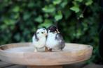 🐣 Cochin kriel eendagskuikens 🐣, Dieren en Toebehoren, Pluimvee, Geslacht onbekend, Kip