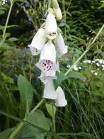 Vingerhoedskruid, Tuin en Terras, Ophalen of Verzenden, Volle zon