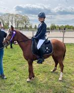 A pony te koop en opzoek naar een C pony, 11 jaar of ouder, Merrie, Gechipt, A pony (tot 1.17m)