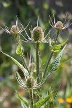 Grote kaardebol - puttertjes in de tuin. Nu planten, Overige soorten, Ophalen of Verzenden, Tweejarig, Halfschaduw