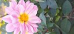 Dahlia knol, Tuin en Terras, Bloembollen en Zaden, Ophalen of Verzenden, Volle zon, Knol