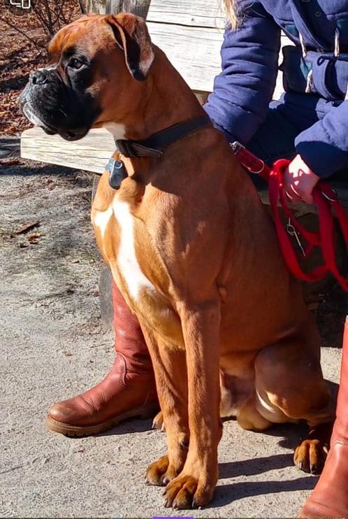 Dekreu boxer beschikbaar- gezond, getest en ervaren, Dieren en Toebehoren, Honden | Dekreuen, Reu, Particulier, Eén hond, Nederland