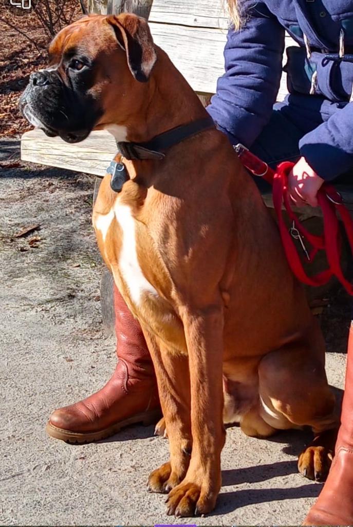 Dekreu boxer met stamboom. Volledig getest, Dieren en Toebehoren, Honden | Dekreuen, Reu, Particulier, Eén hond, Nederland, 3 tot 5 jaar