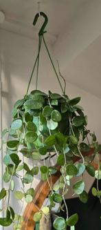 Hoya mathilde, Huis en Inrichting, Ophalen of Verzenden, Overige soorten, Minder dan 100 cm