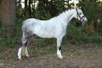 6 jarige ruin 1.20m menpony met wedstrijdervaring, Dieren en Toebehoren, Gechipt, Ruin, Dressuurpony, 3 tot 6 jaar