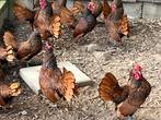 Sebright goud sierkippen, Dieren en Toebehoren, Pluimvee, Meerdere dieren, Kip
