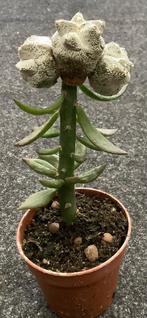 Cactus, Astrophytum, Huis en Inrichting, Kamerplanten, Ophalen of Verzenden, Cactus, Volle zon, Minder dan 100 cm