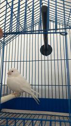 Witte mannelijke kanarie, Dieren en Toebehoren, Vogels | Kanaries, Mannelijk, Bastaard