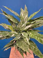 Spathiphyllum Diamond Variegata p17 (1), Huis en Inrichting, Kamerplanten, Ophalen of Verzenden, Halfschaduw, Minder dan 100 cm