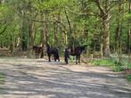 Plek vrij voor een ruin op Paddock Paradise in Loon op Zand, Dieren en Toebehoren, Stalling en Weidegang, Weidegang, 1 paard of pony