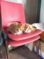 3 lieve kittens te koop., Dieren en Toebehoren, Katten en Kittens | Overige Katten, Meerdere dieren