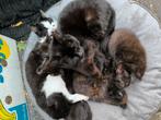Kittens. Klein soort erg lief!! Mogen nu weg, Meerdere dieren