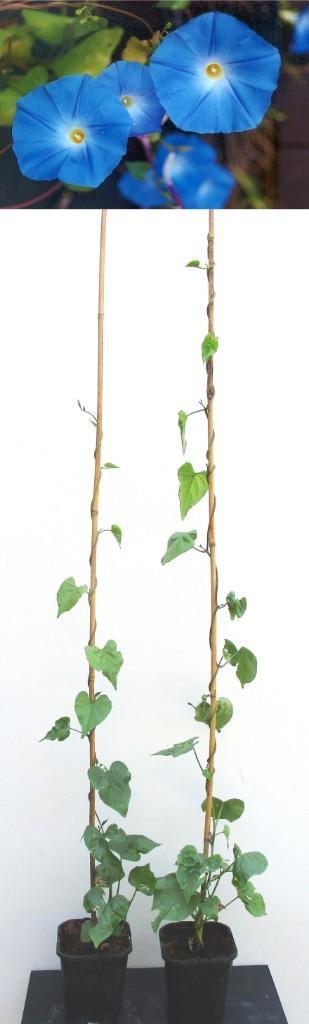 2 Klimmende Windes- Morning Glory Tricolor Heavenly Blue  beschikbaar voor biedingen