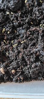 Springstaarten, Ophalen of Verzenden, Reptiel of Amfibie