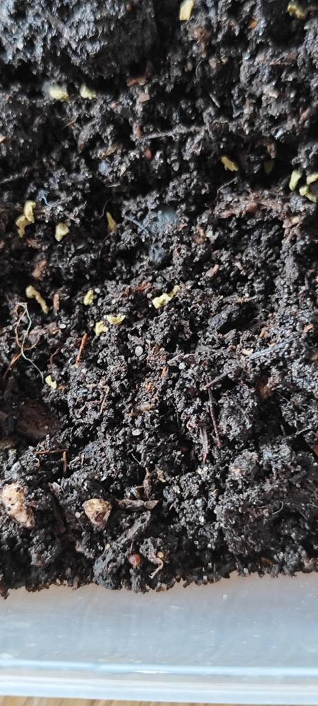 Springstaarten, Dieren en Toebehoren, Dierenvoeding, Reptiel of Amfibie, Ophalen of Verzenden