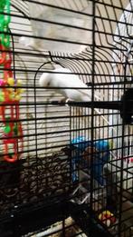 4 parkieten te koop, Dieren en Toebehoren, Vogels | Parkieten en Papegaaien, Meerdere dieren, Parkiet