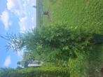 7 coniferen brabant, Tuin en Terras, Bloeit niet, Halfschaduw, 100 tot 250 cm, Overige soorten