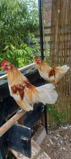 2 hanen gratis, Dieren en Toebehoren, Pluimvee, Mannelijk, Kip